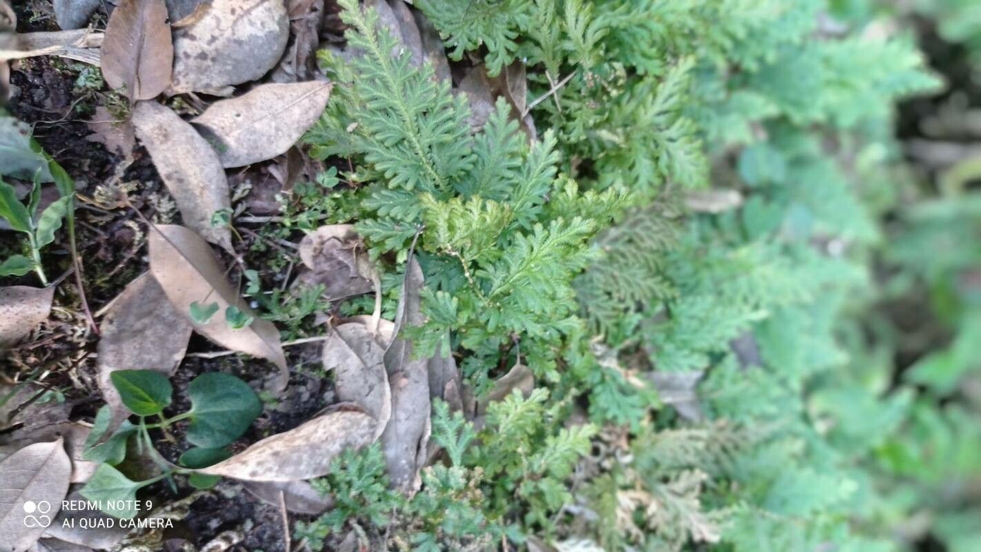 Selaginella nipponica leaf