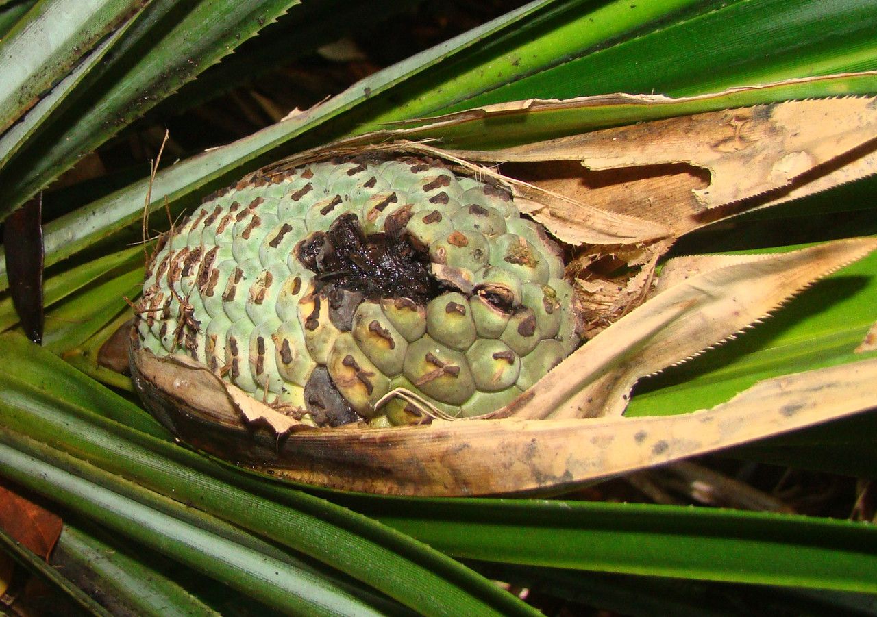 Pandanus verecundus fruit