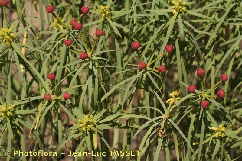 Euphorbia broussonetii fruit