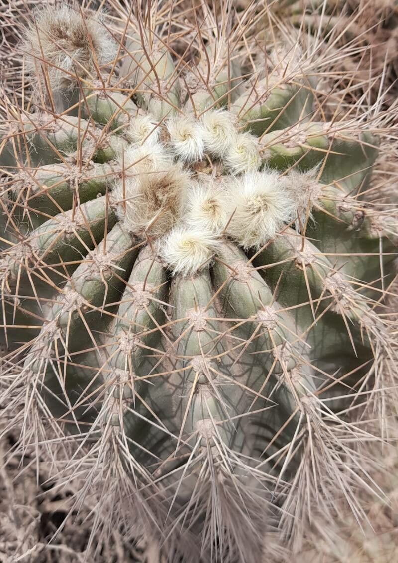 Soehrensia smrziana other