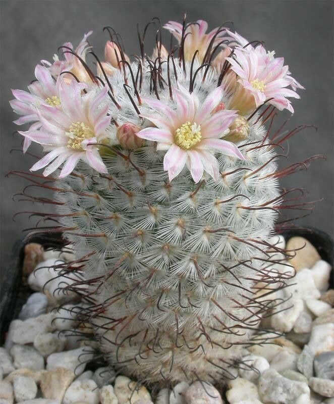 Mammillaria perezdelarosae habit