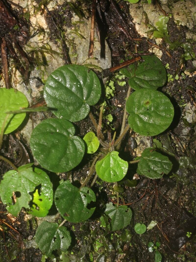 Peperomia saintpauliella — search result for 'Peperomia'