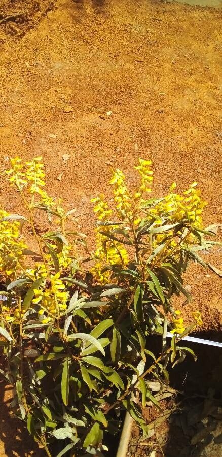 Acridocarpus natalitius flower