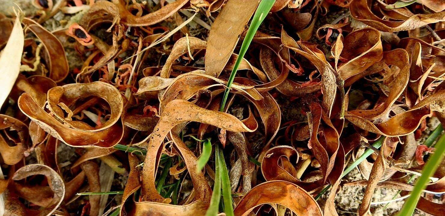Acacia raddiana fruit