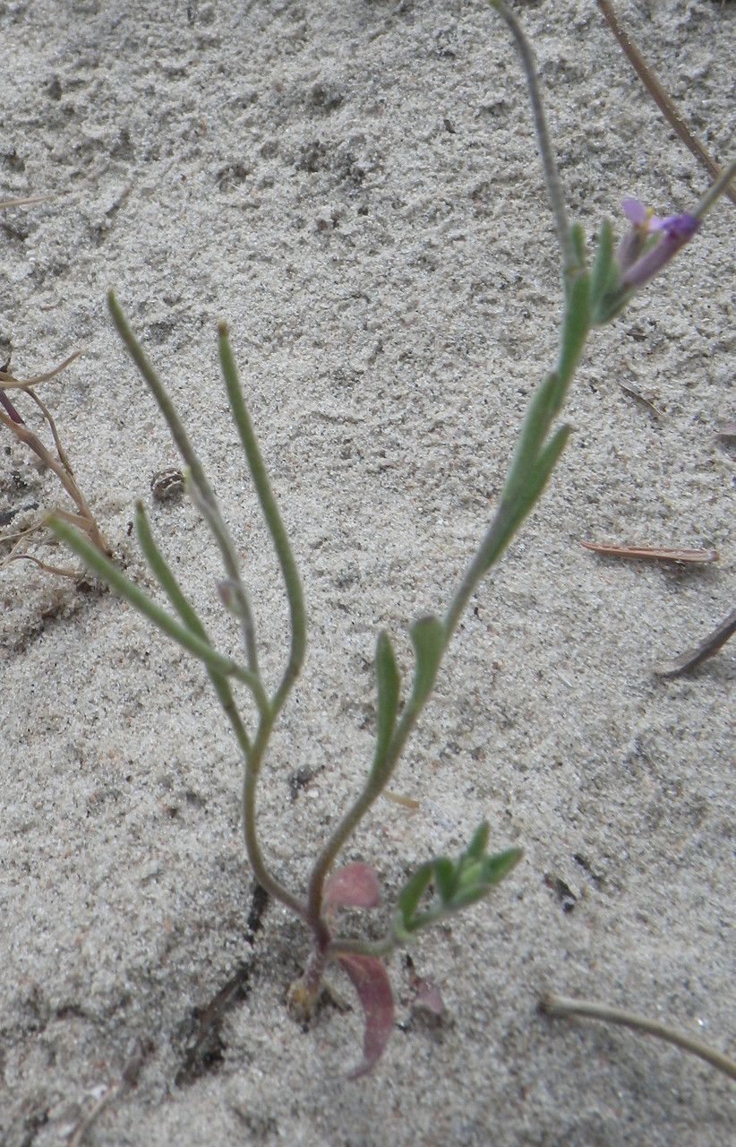 Malcolmia ramosissima habit