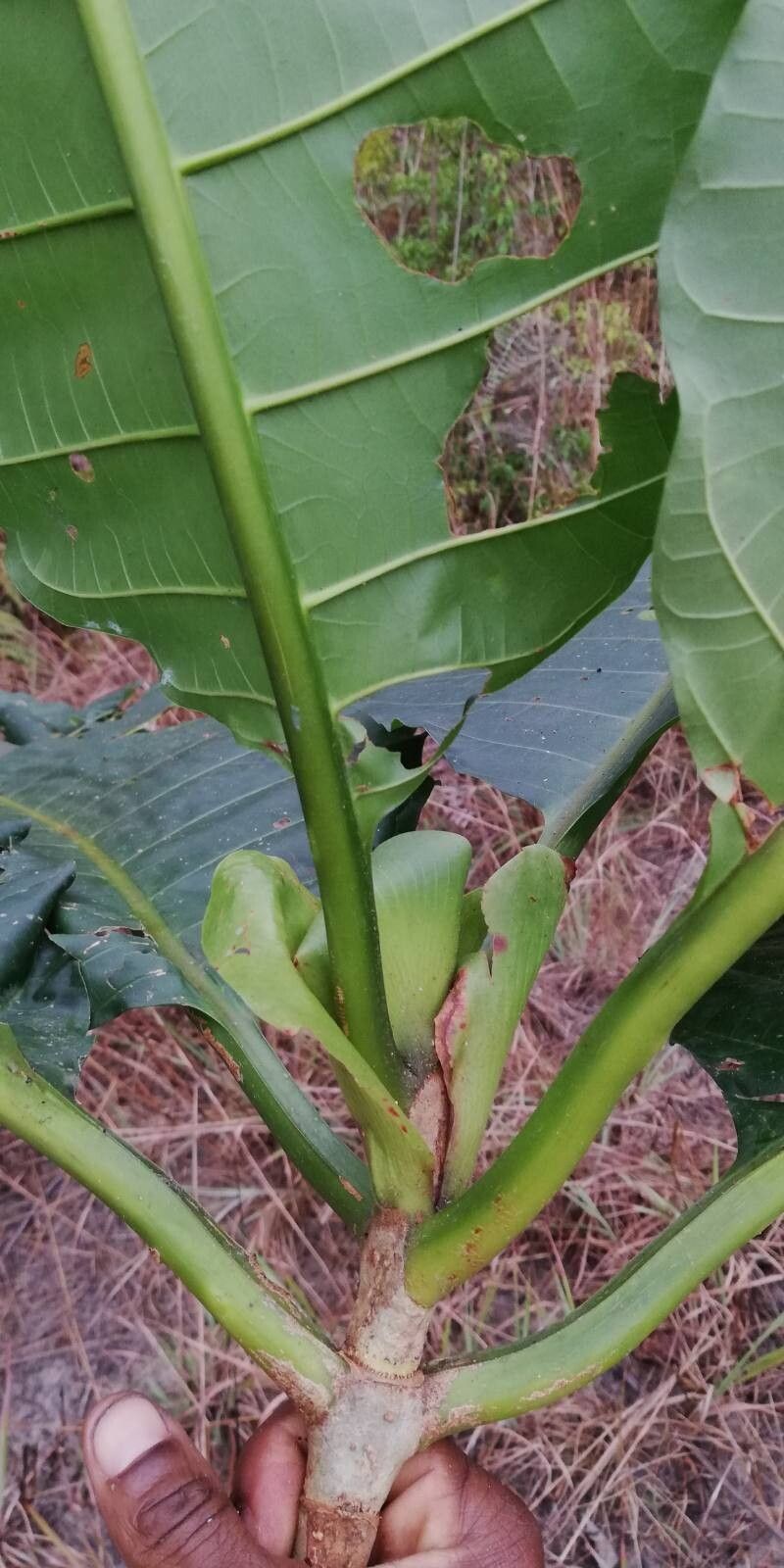 Mitragyna stipulosa — houseplant care guide