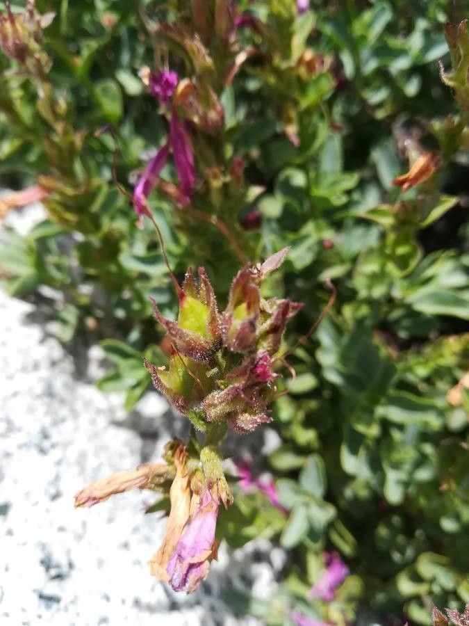 Penstemon newberryi fruit