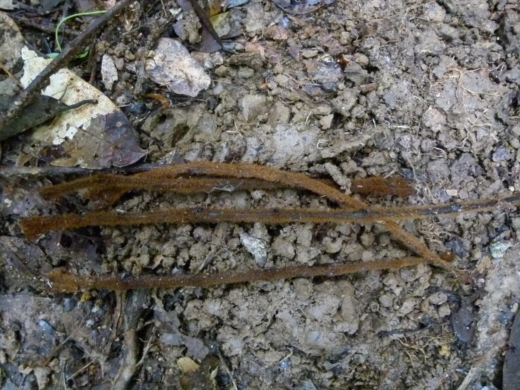Pachylobus normandii habit