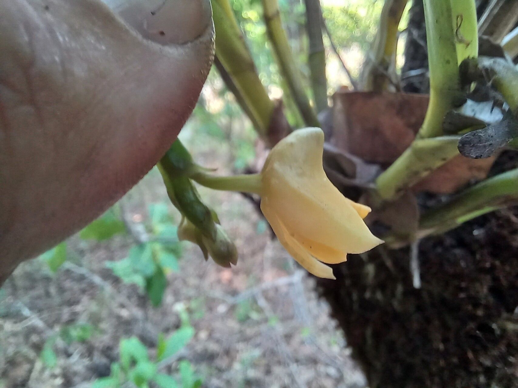 Polystachya armeniaca — houseplant care guide