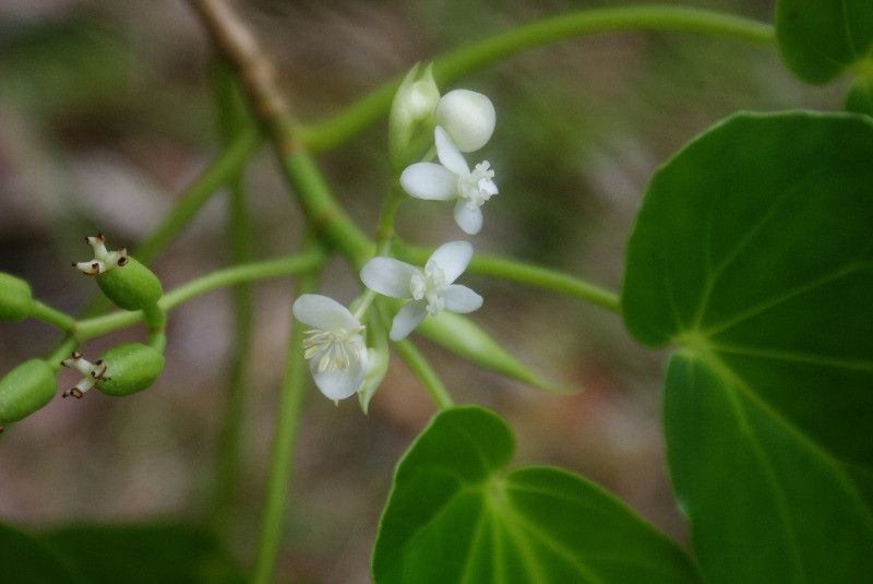 Begonia salaziensis flower