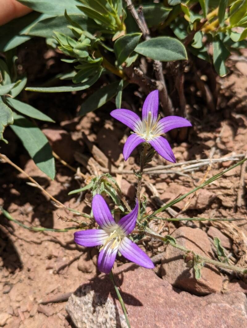 Campanula filicaulis flower