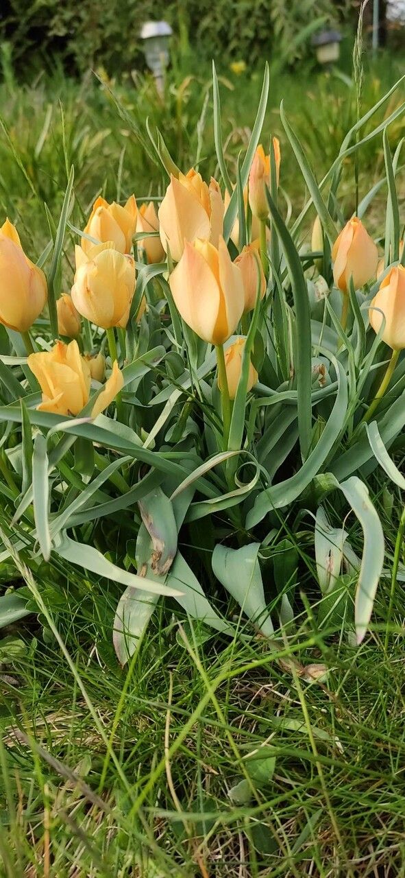 Tulipa linifolia habit
