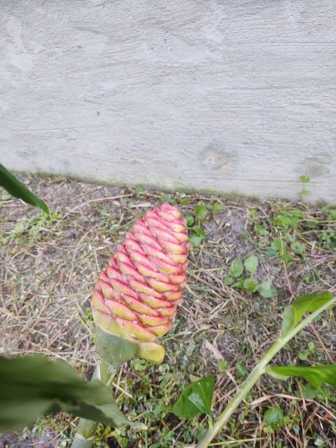 Zingiber zerumbet flower