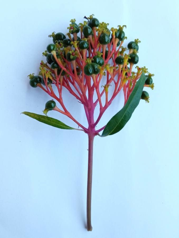 Palicourea crocea fruit