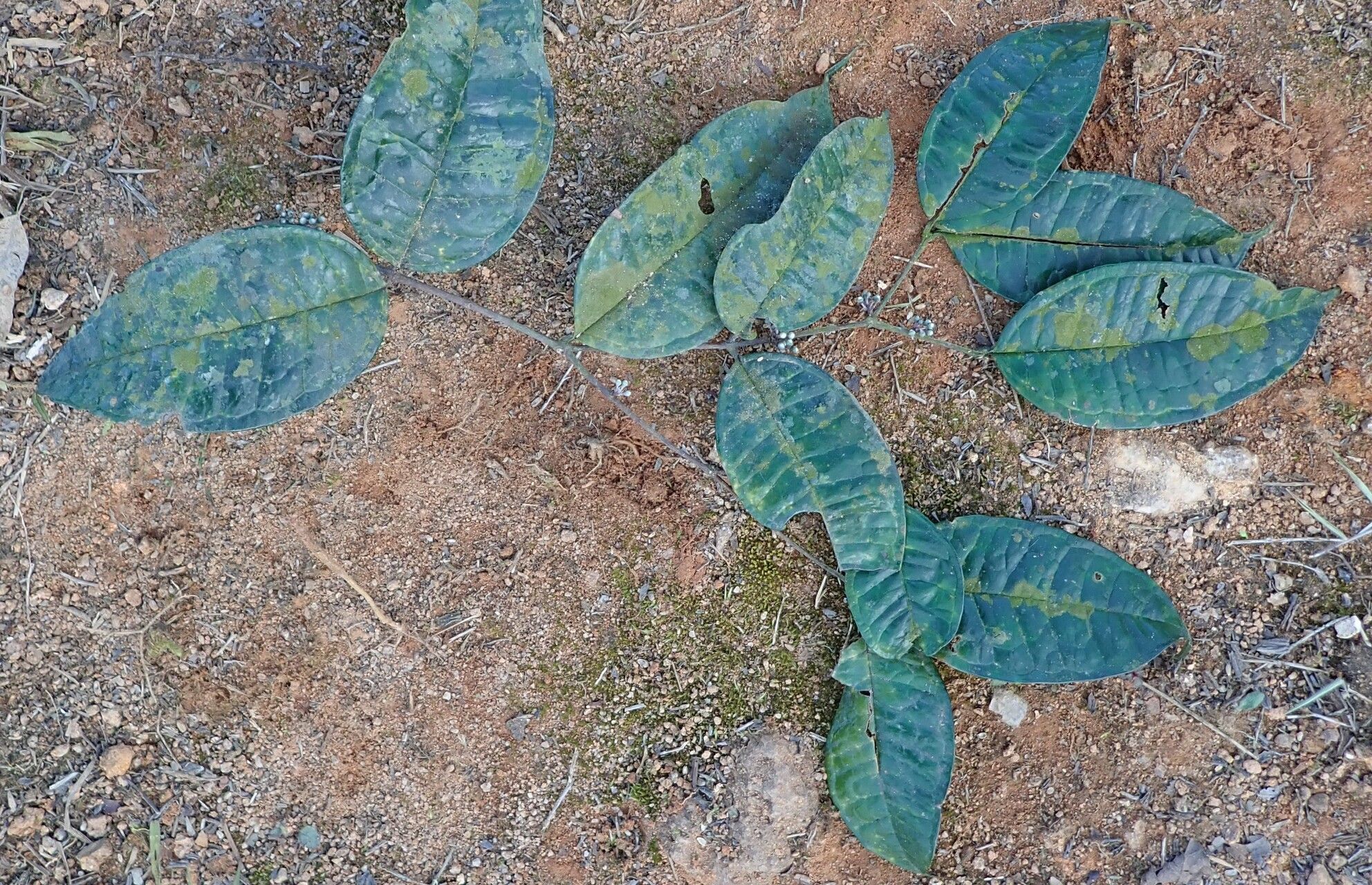 Memecylon zenkeri — search result for 'Memecylon'