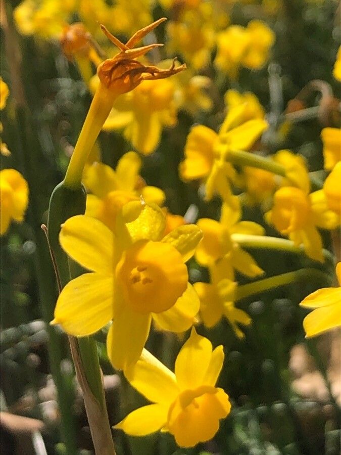 Narcissus flavus flower