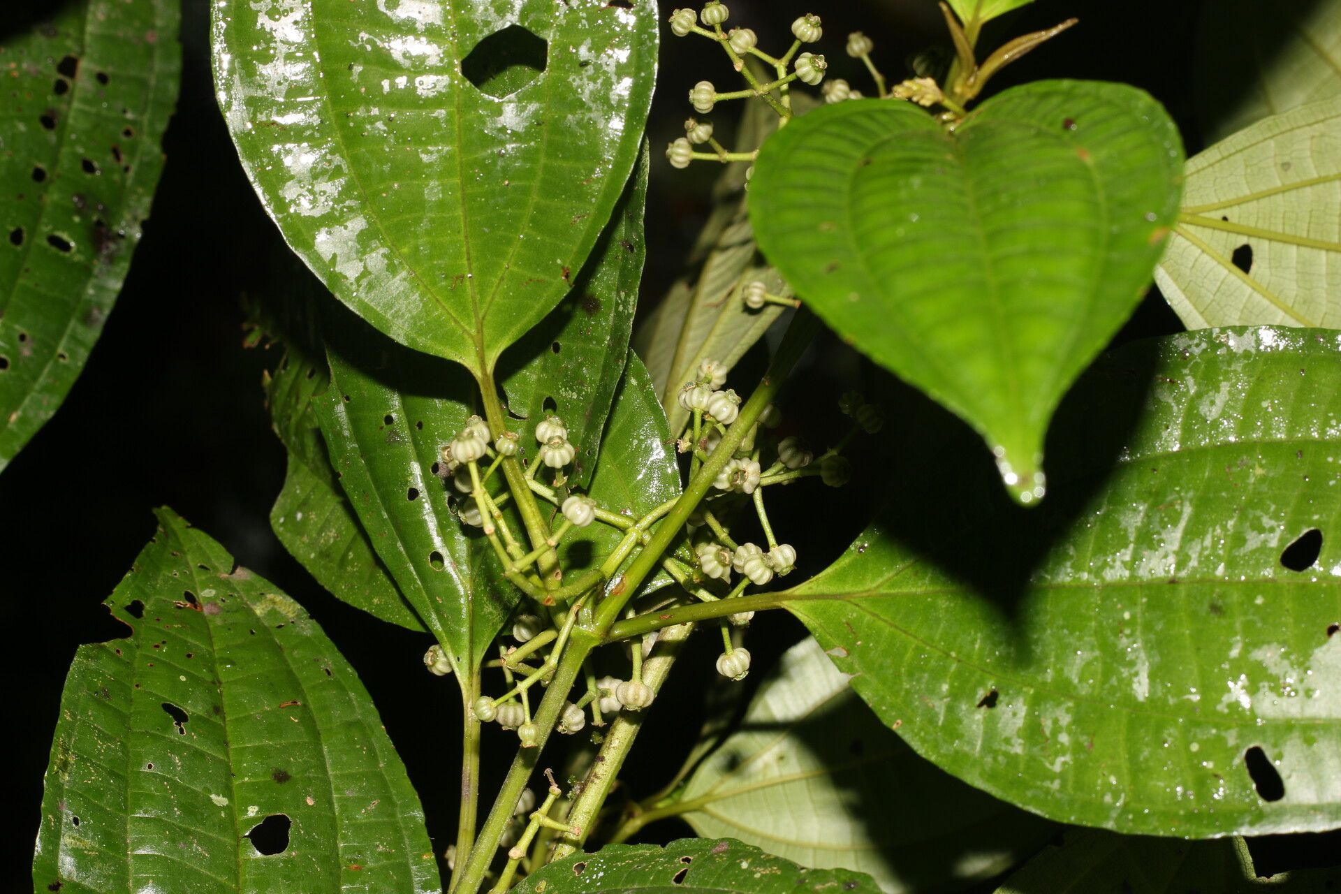 Miconia rubescens flower