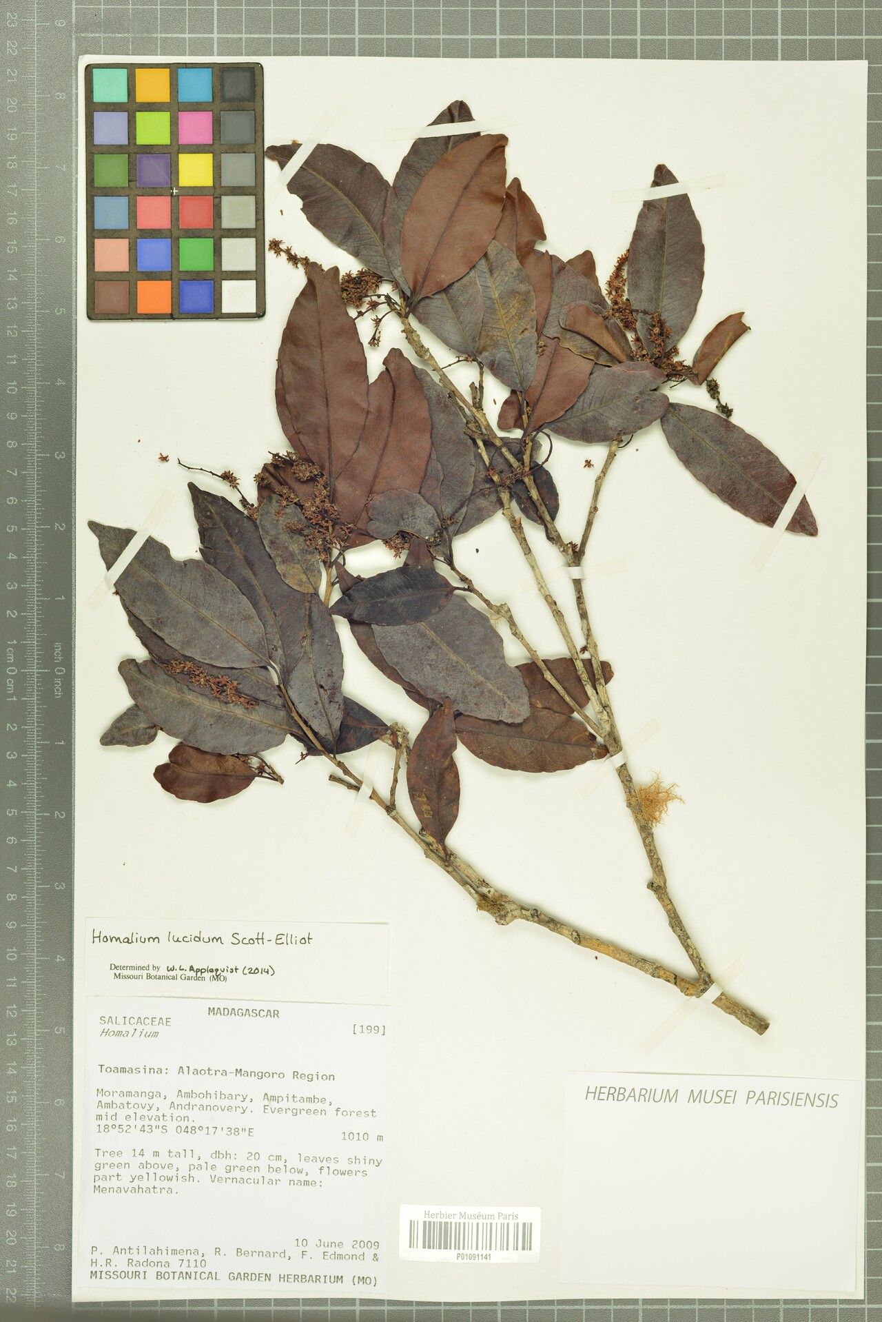 Homalium lucidum — houseplant care guide