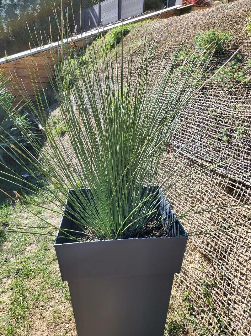 Dasylirion longissimum flower