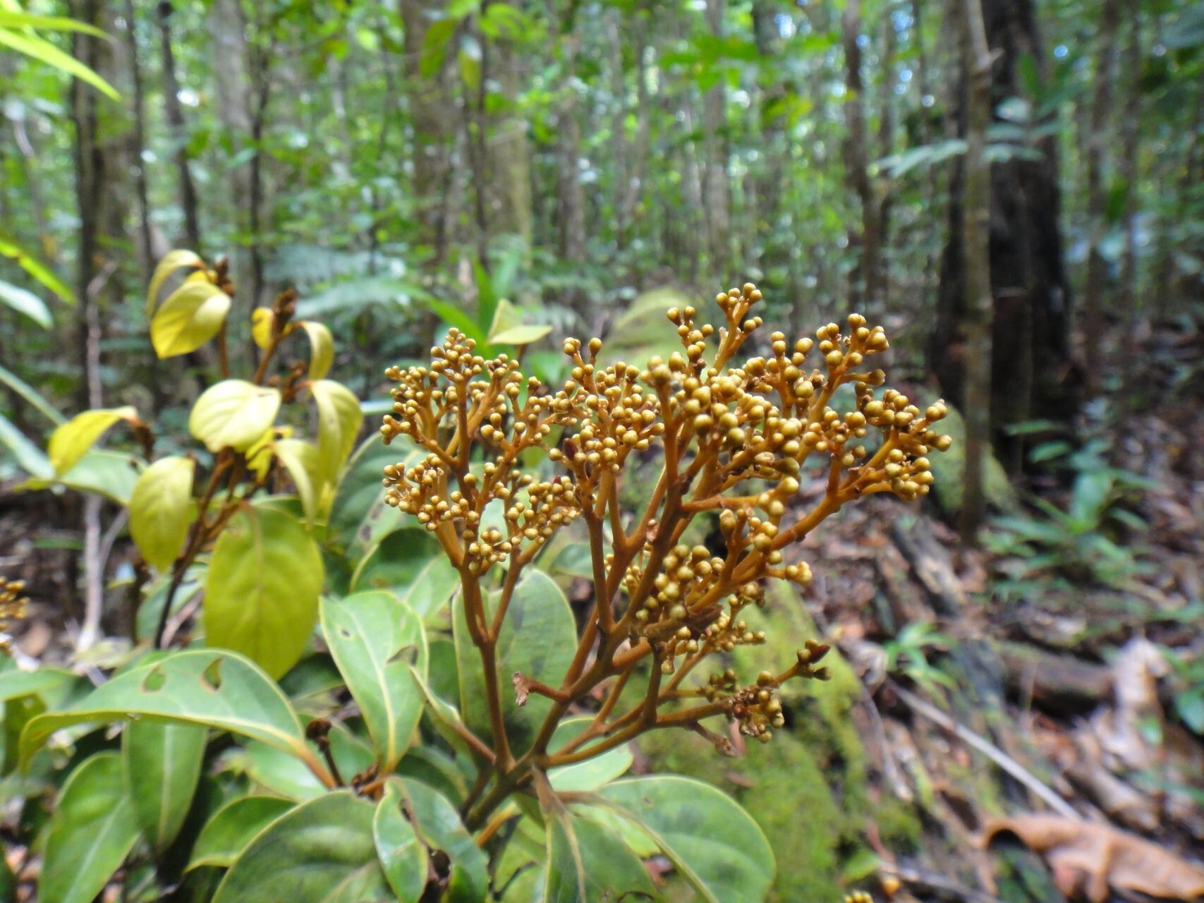 Cryptocarya longifolia flower