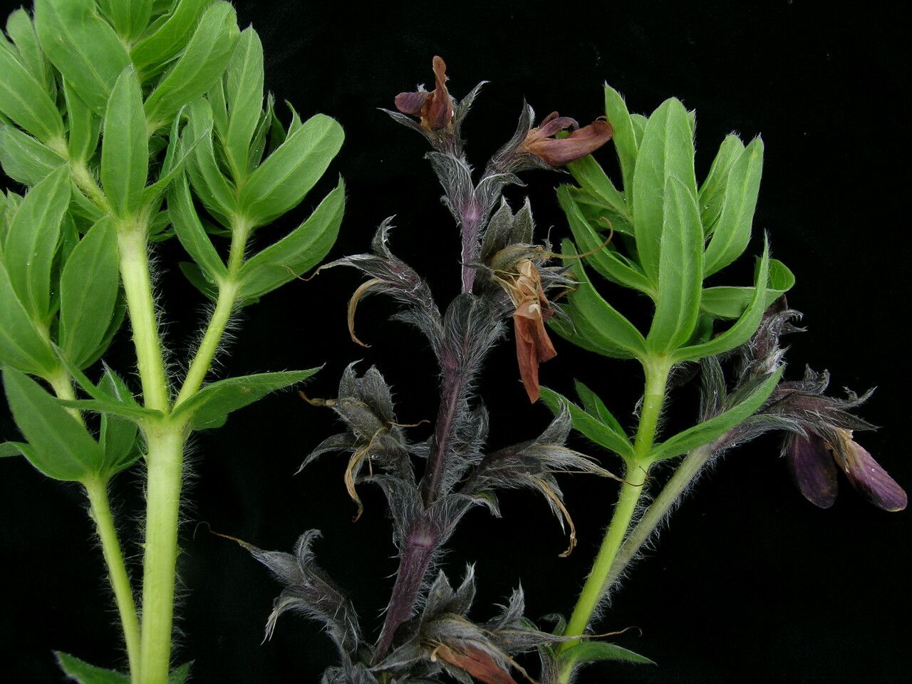 Thermopsis barbata habit