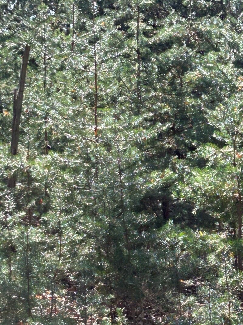 Pinus quadrifolia — search result for 'Pinaceae'