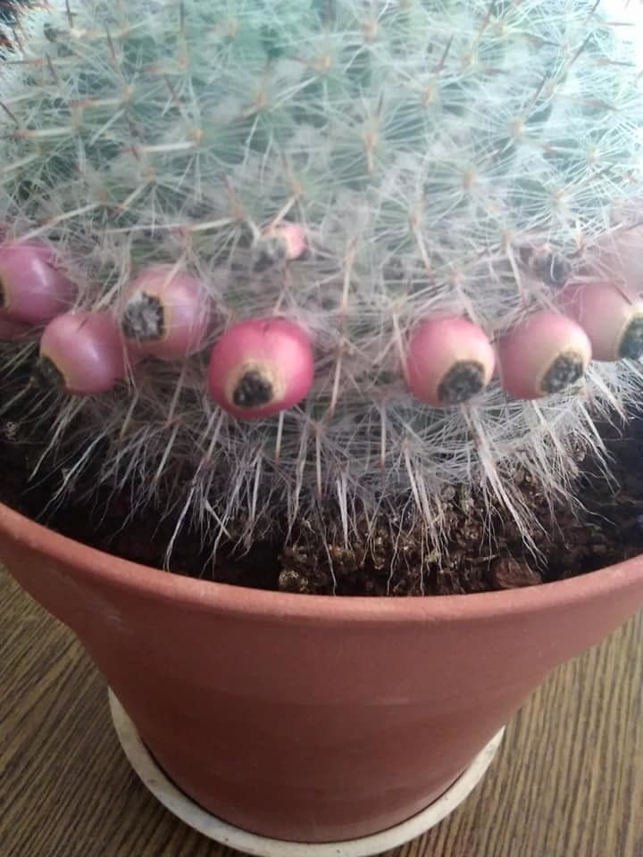 Mammillaria perbella fruit
