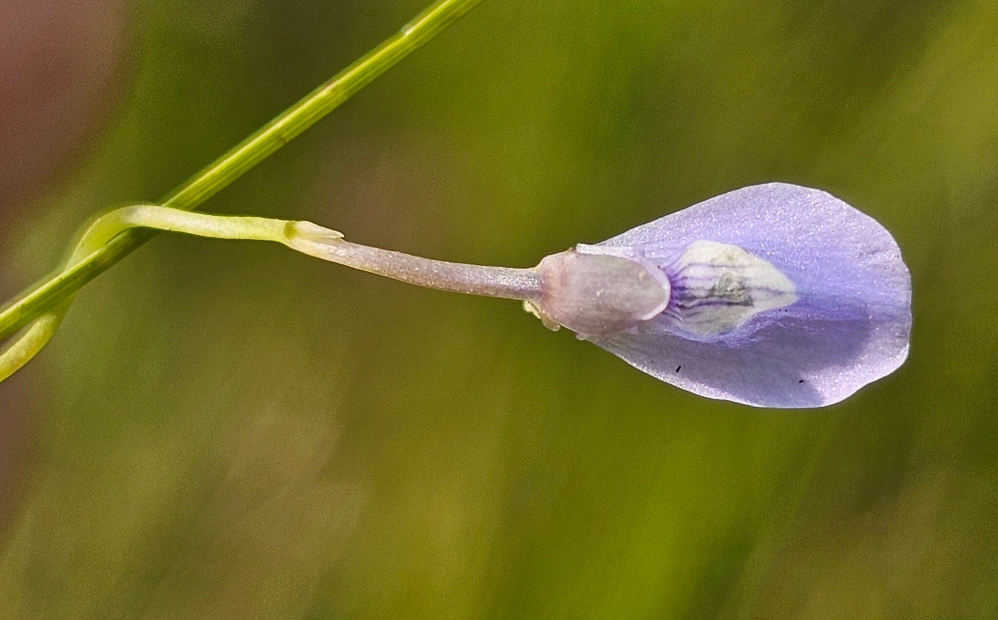 Utricularia tortilis flower