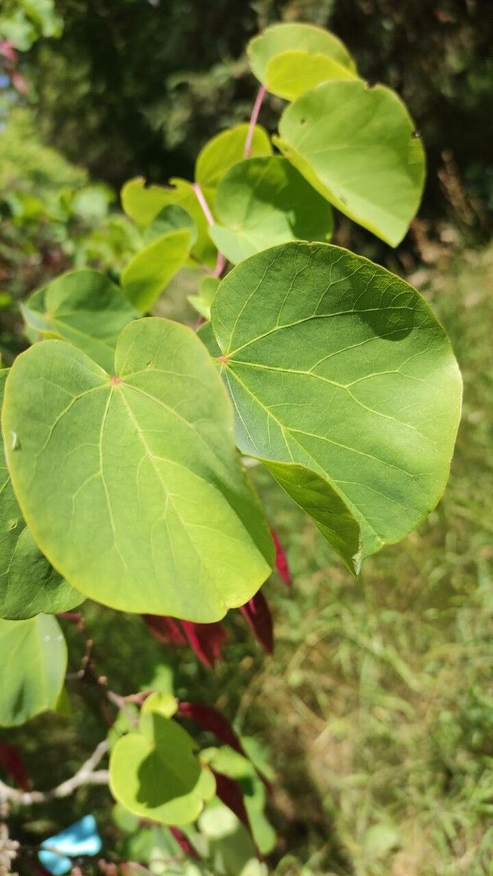 Cercis griffithii leaf