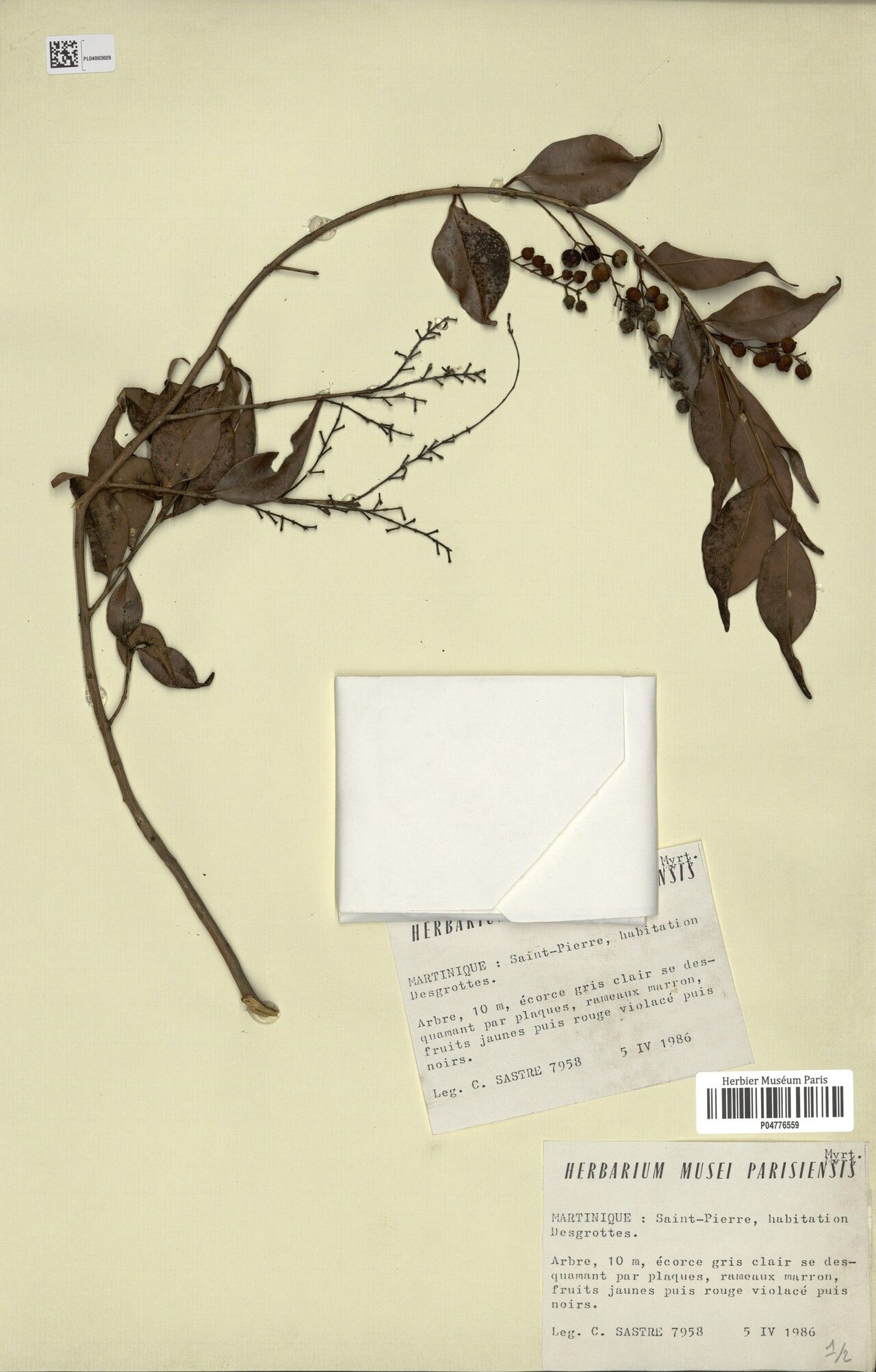 Eugenia pallidopunctata — houseplant care guide