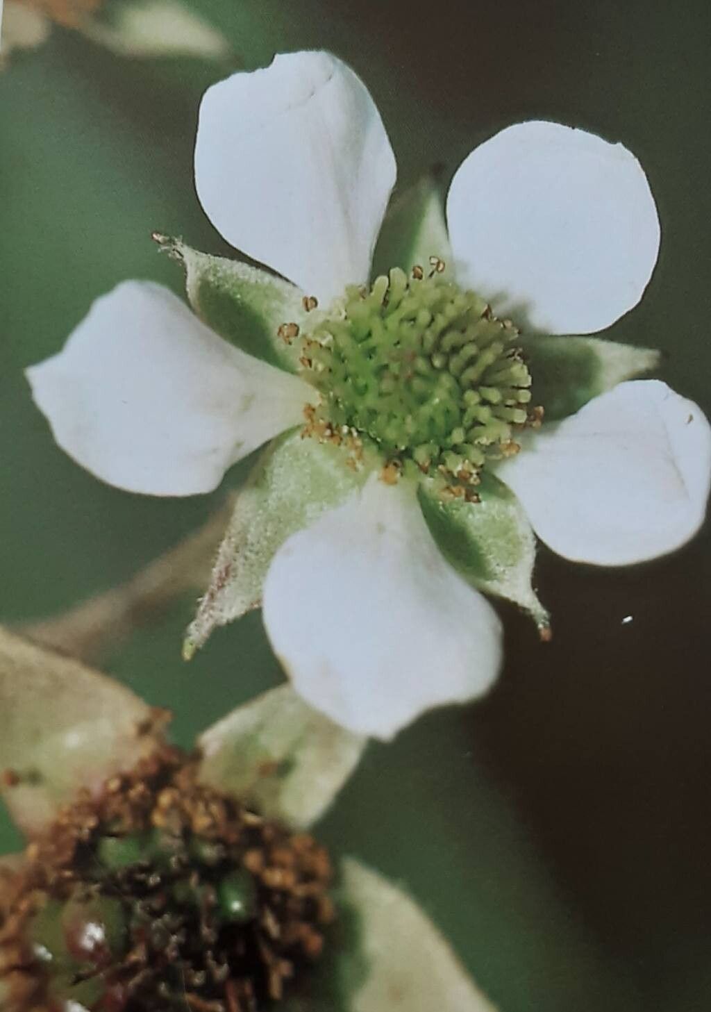 Rubus arrhenii flower