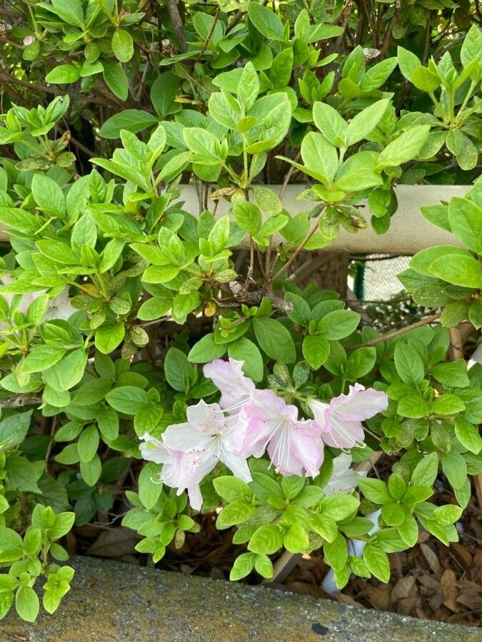 Rhododendron obtusum habit