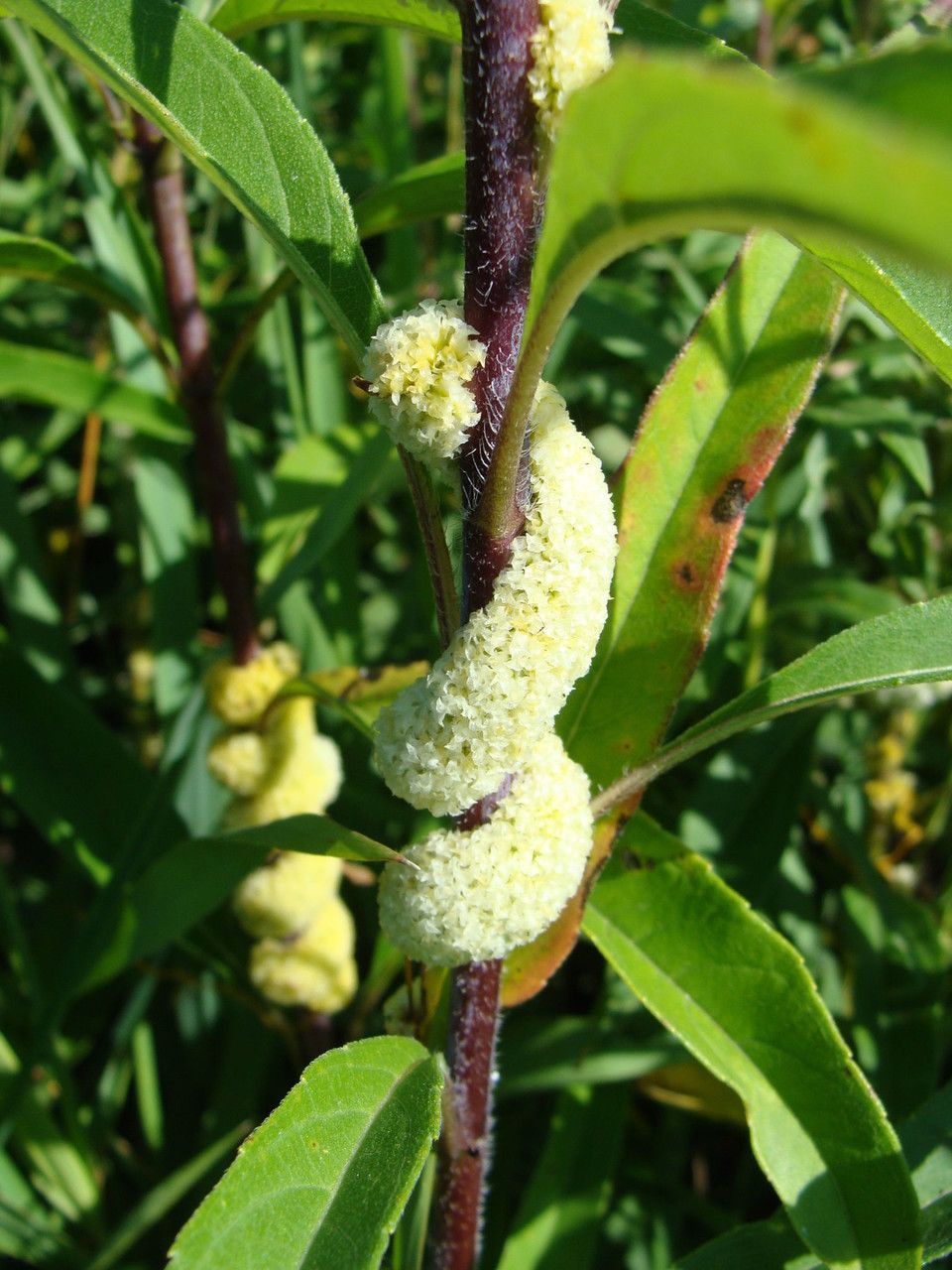Cuscuta glomerata bark