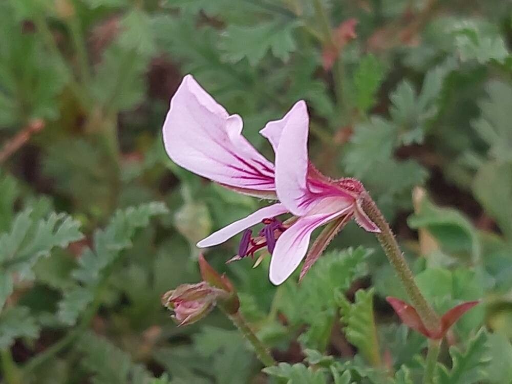 Pelargonium caucalifolium flower