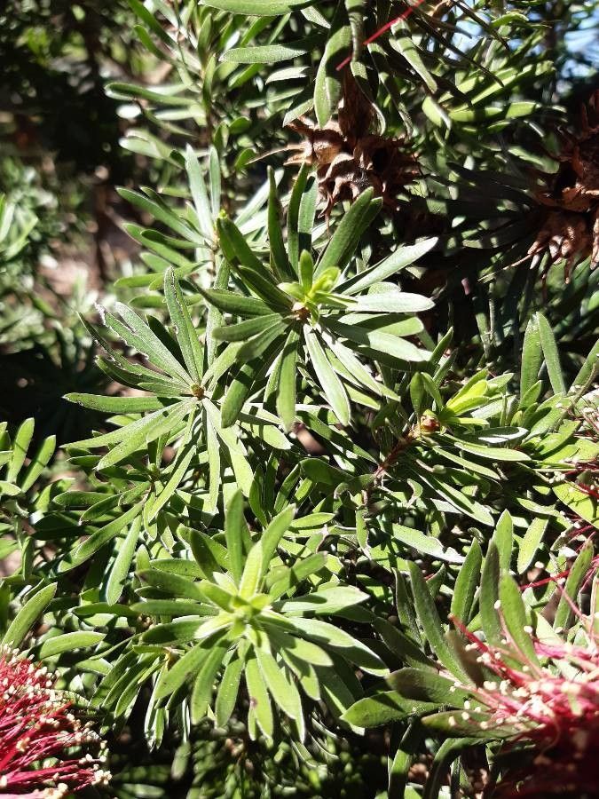 Kunzea baxteri — search result for 'Myrtaceae'