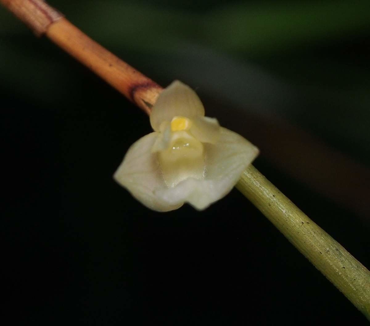 Dendrobium bilobum flower
