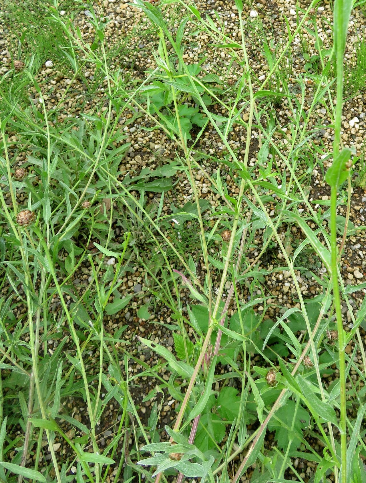 Psephellus sumensis — houseplant care guide