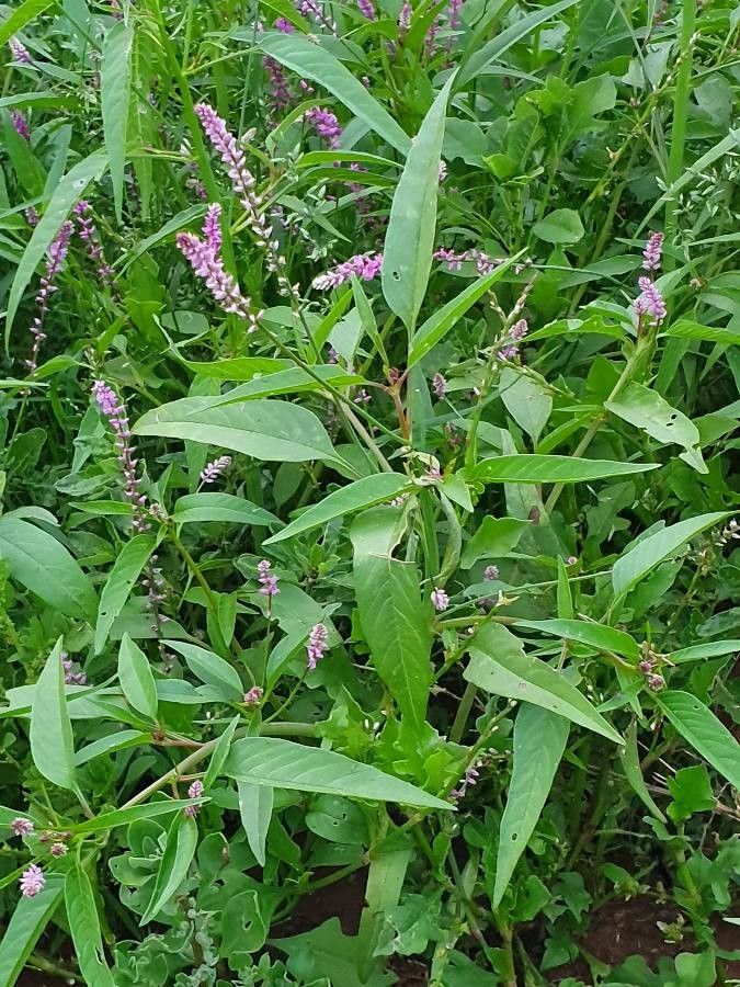 Digera muricata — search result for 'Amaranthaceae'