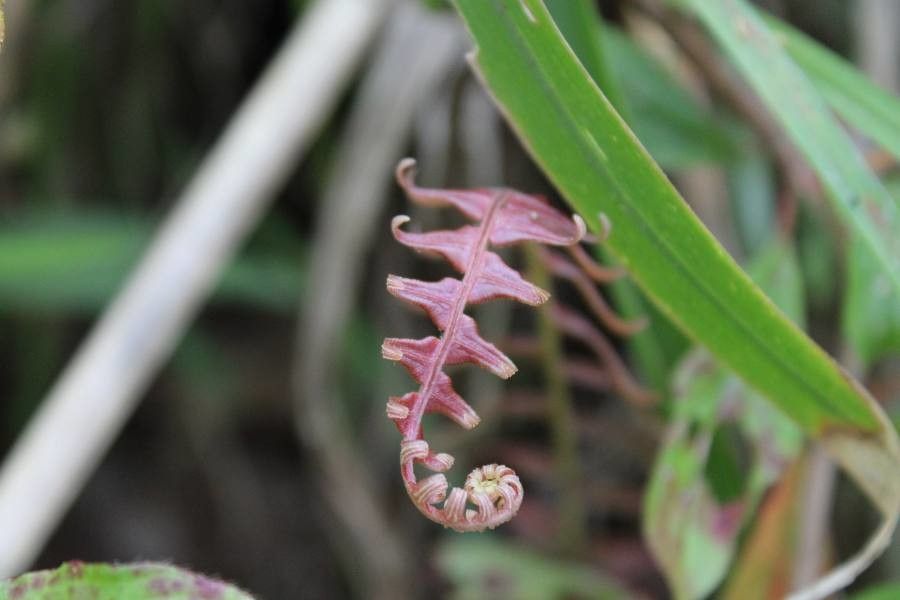Blechnum polypodioides — houseplant care guide
