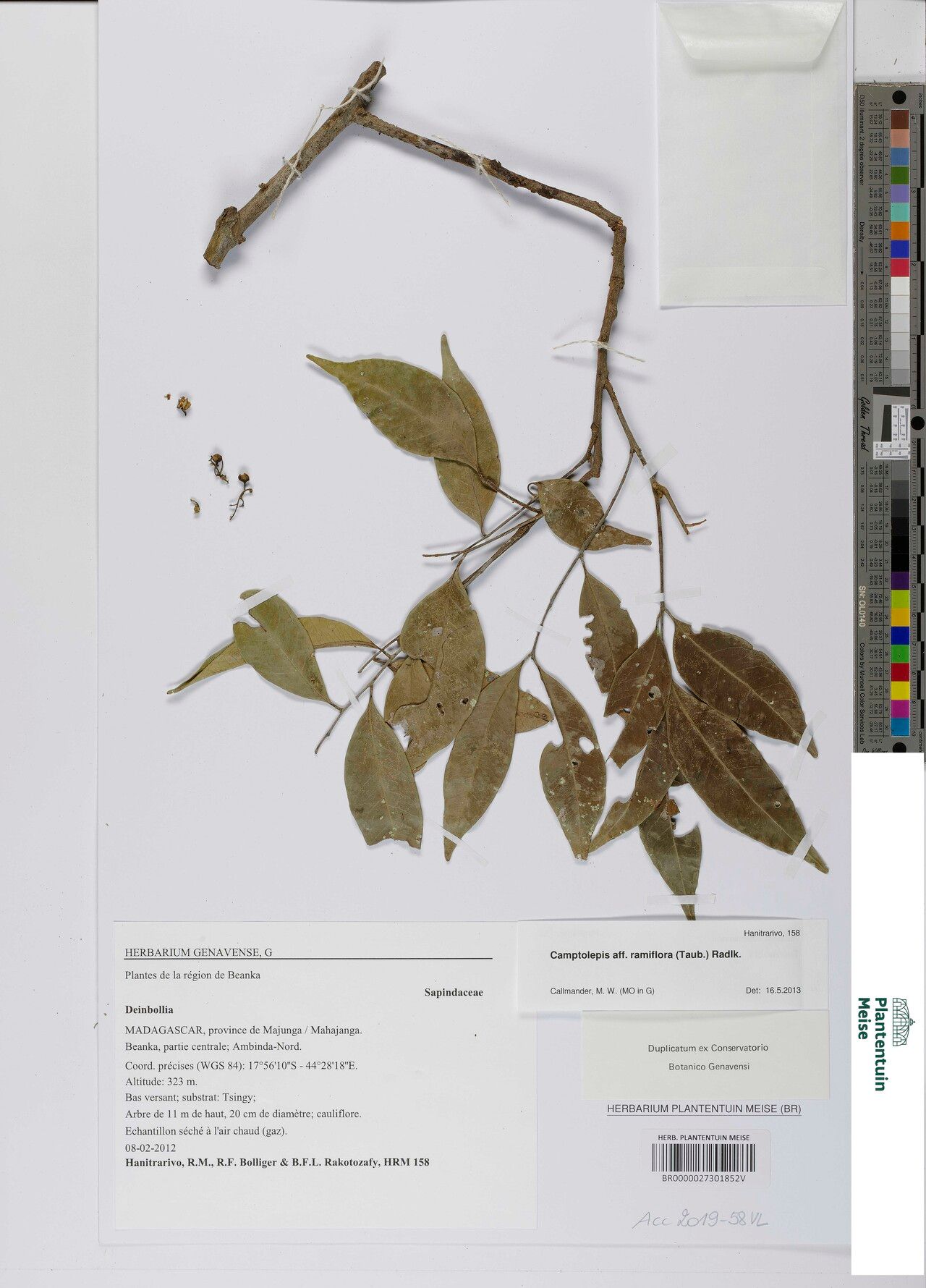 Camptolepis ramiflora — related species from the same genus