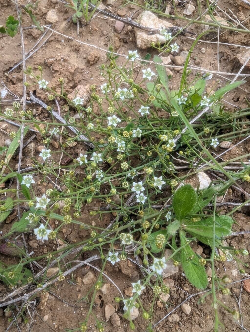 Thesium divaricatum habit