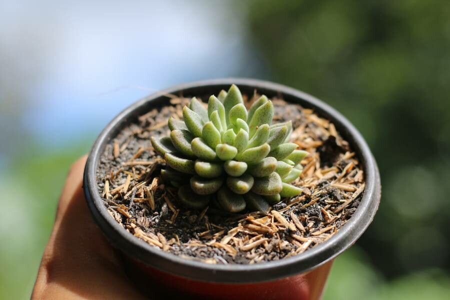 Sinocrassula densirosulata leaf