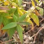 Symphyotrichum novae-angliae