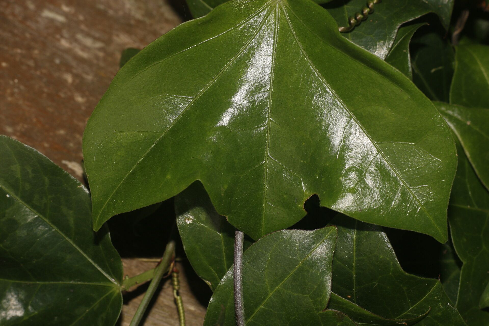 Passiflora obtusifolia — houseplant care guide