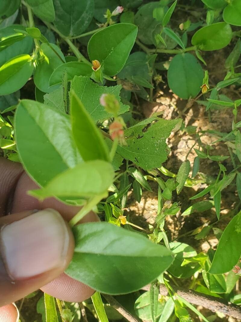 Indigofera nummulariifolia flower