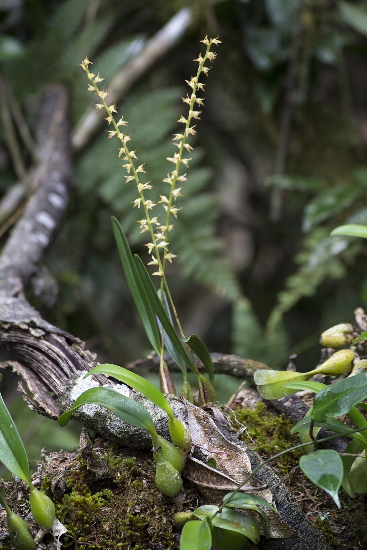Bulbophyllum multiflorum habit