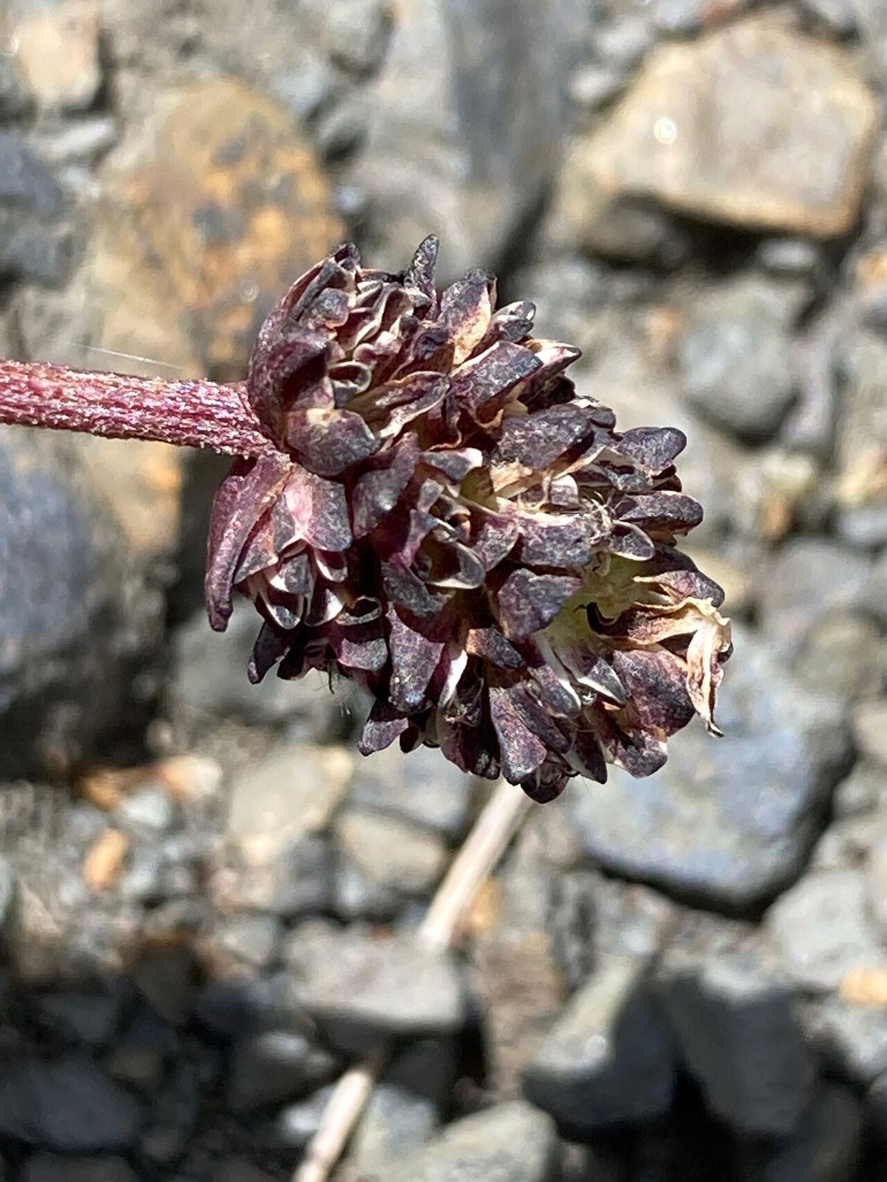 Valeriana globularis flower