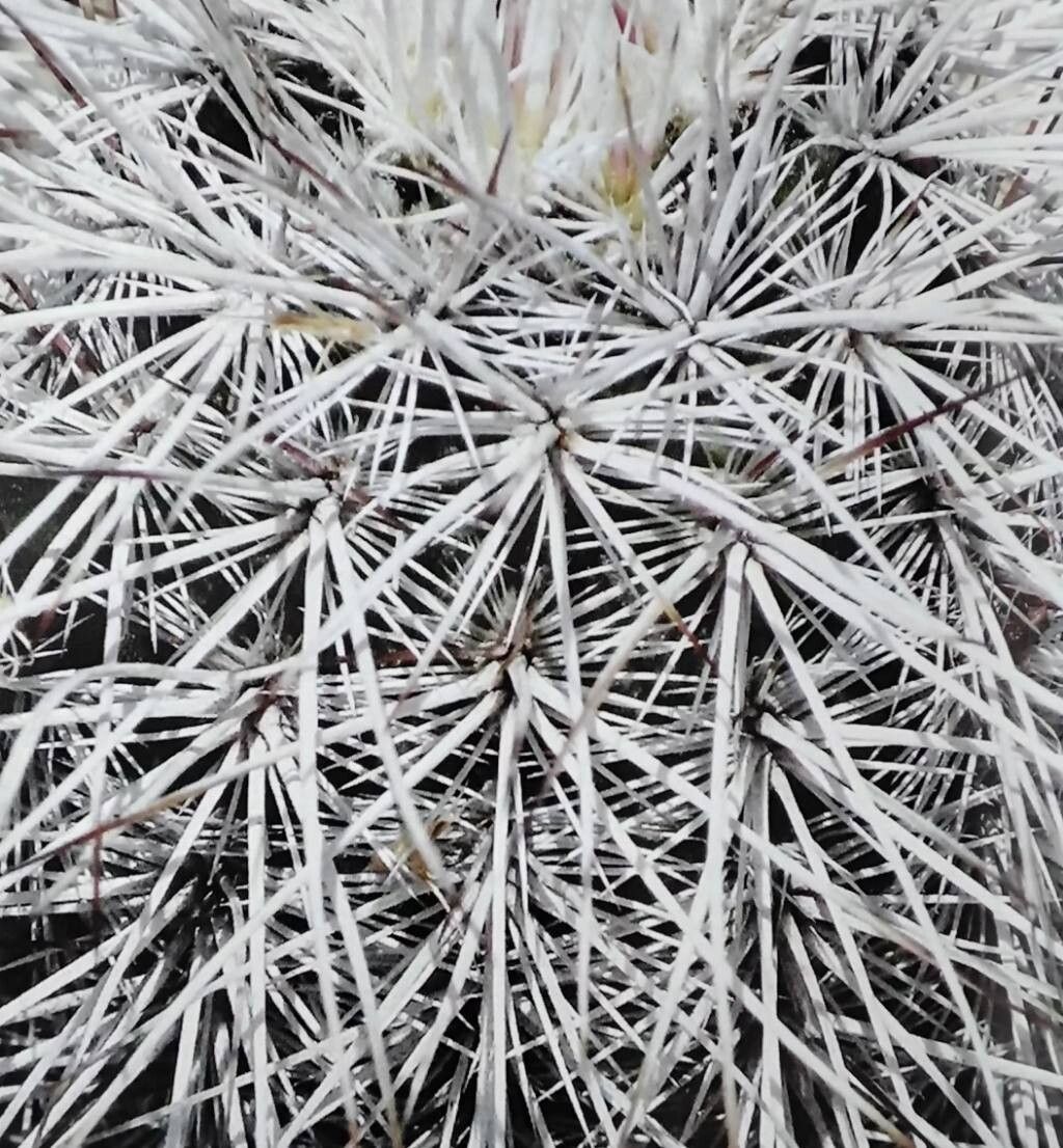Echinocereus canus — search result for 'Echinocereus'