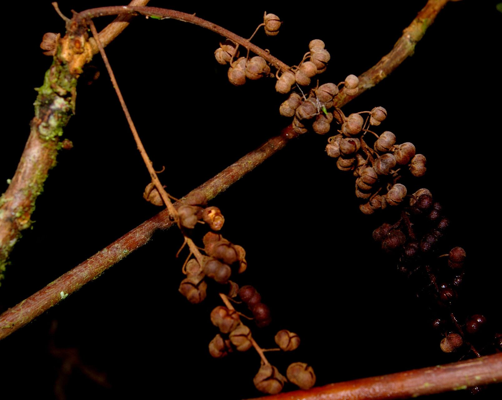 Clethra pyrogena fruit