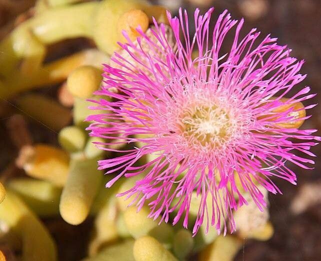 Mesembryanthemum guerichianum flower